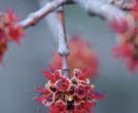 אדר אדום - Acer rubrum