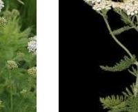אכילאה אלף העלה (יארו) - Achillea millefolium