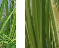 קאלאמוס - Acorus calamus