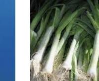 כרשה - Allium ampeloprasum var. porrum