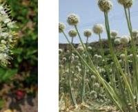 בצל - Allium cepa