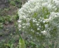 שום - Allium sativum