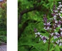 לימון Verbena (לואיזה) - Aloysia citrodora