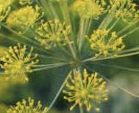 שמיר - Anethum graveolens