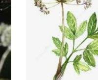 אנג'ליקה סינית (דונג קוואי) - Angelica sinensis
