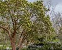 קטלב מצוי - Arbutus andrachne