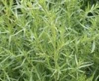 טרגון - Artemisia dracunculus