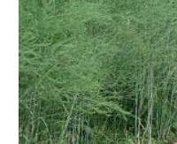 אספרגוס רפואי - Asparagus officinalis