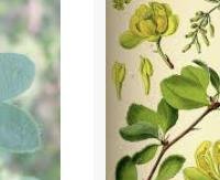 ברבריס - Berberis vulgaris