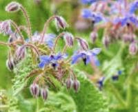 צחר כחלחל - Borago officinalis