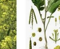 חרדל שחור - Brassica nigra
