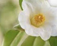 תה ירוק - Camellia sinensis