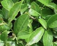 עלי תה שחור - Camellia sinensis (black)