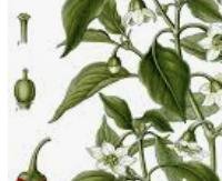 פלפלת אדומה (צ'ילי, קאיין) - Capsicum annuum