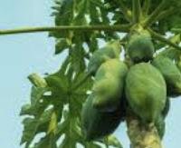 עלי פפאיה - Carica papaya (leaves)