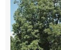 אגוז פקאן - Carya illinoinensis
