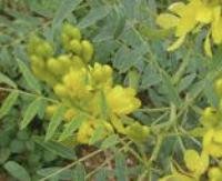 עלי קאסיה - Cassia angustifolia leaves