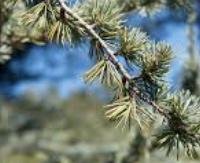 ארז אטלסי - Cedrus atlantica
