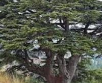 ארז הלבנון - Cedrus libani
