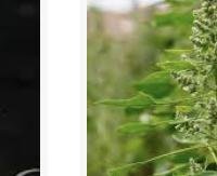 קינואה (עלים) - Chenopodium quinoa (leaf)
