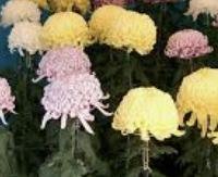 חרצית לבנה - Chrysanthemum morifolium