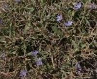 ציקוריה מזרחית - Cichorium spinosum