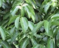 קינמון - Cinnamomum verum