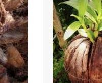 אגוז קוקוס (קליפה) - Cocos nucifera (husk)