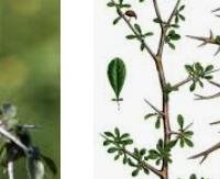 מור - Commiphora myrrha