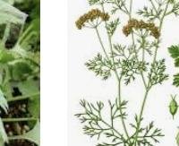 כוסברה - Coriandrum sativum