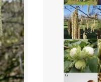 אגוז לוז (קליפות) - Corylus avellana (shell)