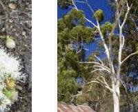 אקליפטוס לימוני - Corymbia citriodora