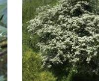 עלי עוזרר - Crataegus monogyna