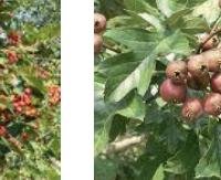 פירות עוזרר סיני - Crataegus pinnatifida