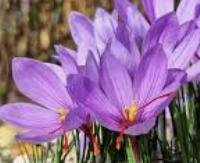 זעפרן - Crocus sativus