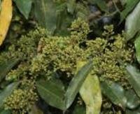 אגוז מוסקט ברזילאי - Cryptocarya moschata