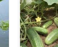 מלפפון - Cucumis sativus