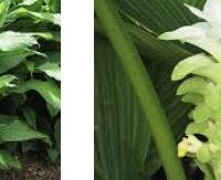 כורכום - Curcuma longa