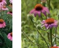אכינצאה - Echinacea purpurea