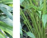 הל - Elettaria cardamomum
