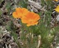 פרג קליפורני - Eschscholzia californica