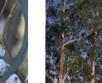 אקליפטוס - Eucalyptus globulus