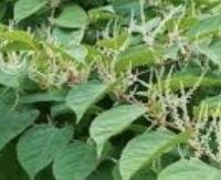 ארכובית סינית (Polygonum multiflorum - Fo-Ti) - Fallopia multiflora