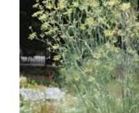 שומר - Foeniculum vulgare