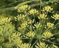 שמיר בר - Foeniculum vulgare var. dulce