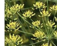 שומר מתוק בר - Foeniculum vulgare var. dulce (wild)