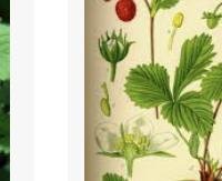 עלי תות שדה - Fragaria vesca (leaves)
