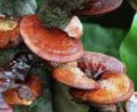 ריישי - Ganoderma lucidum