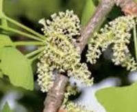 גינקו - Ginkgo biloba