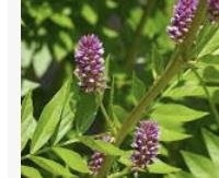 ליקוריץ - Glycyrrhiza glabra